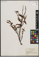 Foto von Salix pulchra Cham.
